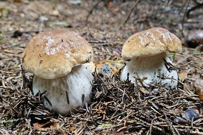 boletus-edulis8