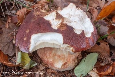 boletus-pinophilus3