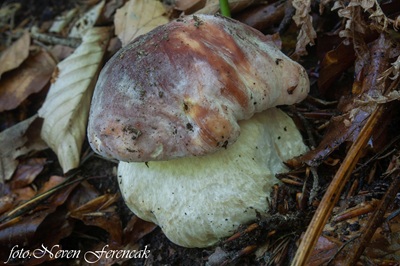 boletus-pinophilus4