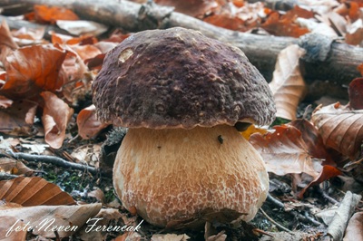 boletus-pinophilus5