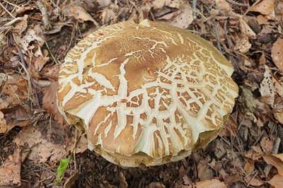 boletus-pinophilus7