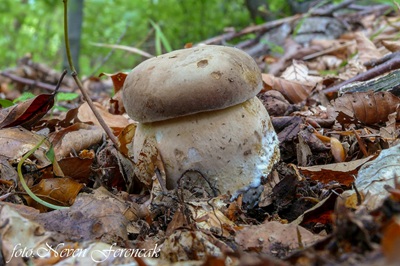 boletus-reticulatus5