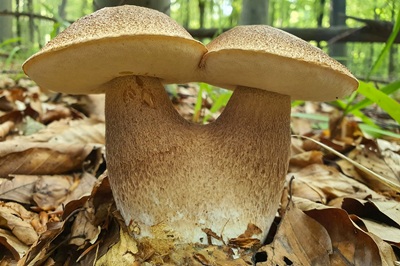 boletus-reticulatus7
