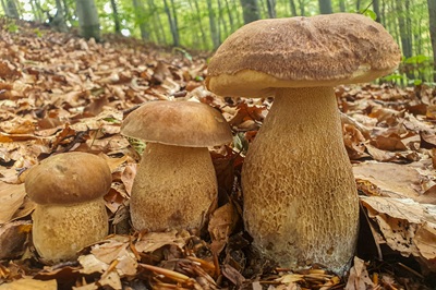 boletus-reticulatus9