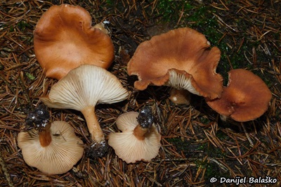 bonomyces-sinopicus1