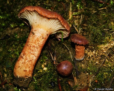 bonomyces-sinopicus2