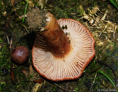 bonomyces-sinopicus3