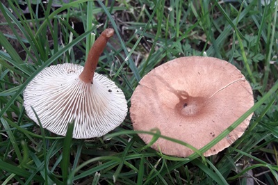 bonomyces-sinopicus4