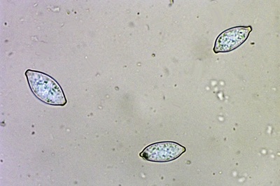 botryobasidium-aureum8