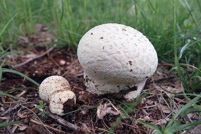 bovistella-utriformis2
