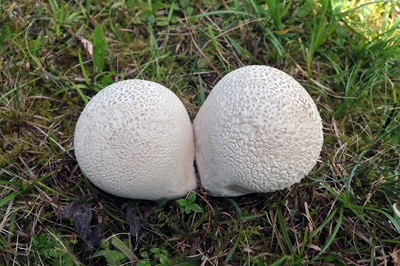 bovistella-utriformis3