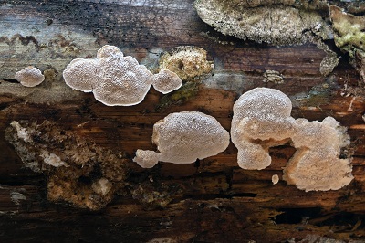 Brunneoporus malicola