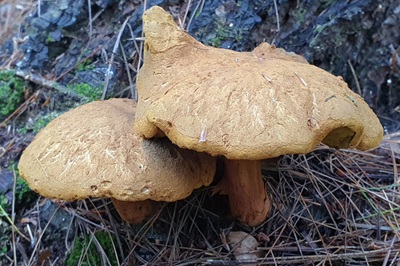 Buchwaldoboletus lignicola
