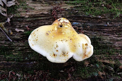 buglossoporus-quercinus1