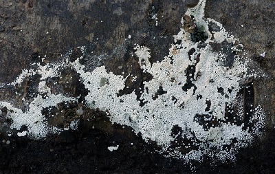 Bulbillomyces farinosus
