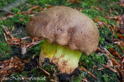 Butyriboletus appendiculatus