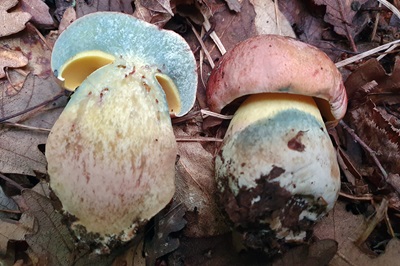 butyriboletus-fuscoroseus1