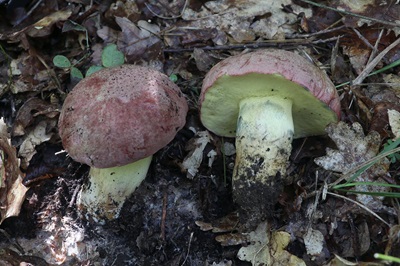 butyriboletus-fuscoroseus2