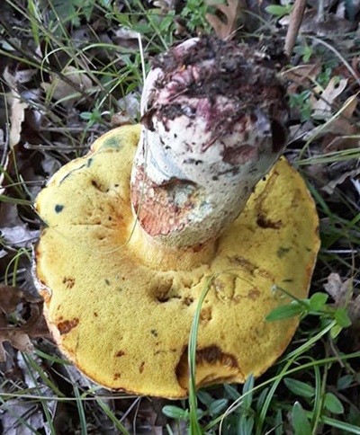 butyriboletus-fuscoroseus3