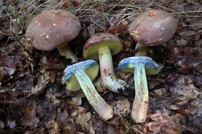 butyriboletus-fuscoroseus4