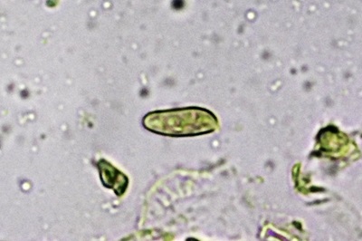 butyriboletus-fuscoroseus5