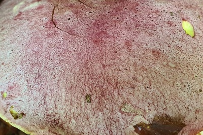 butyriboletus-regius4