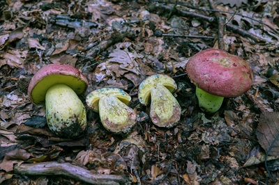 butyriboletus-regius8