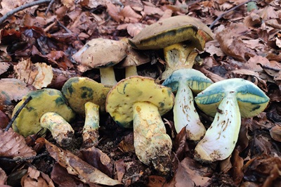 Butyriboletus roseogriseus