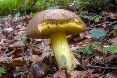 butyriboletus-roseogriseus1