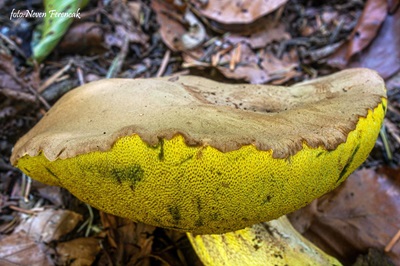 butyriboletus-roseogriseus2