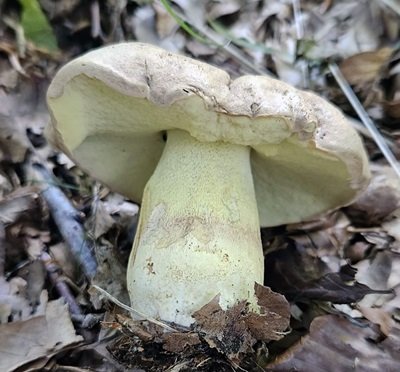 butyriboletus-subappendiculatus1