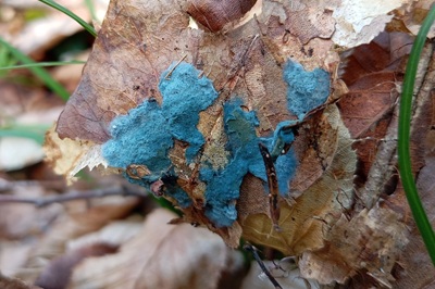 Byssocorticium atrovirens