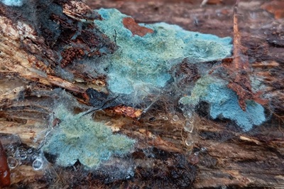 byssocorticium-atrovirens1