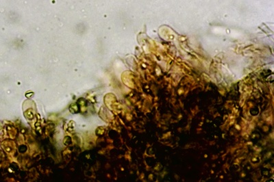 byssocorticium-atrovirens10