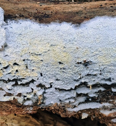 Byssomerulius hirtellus
