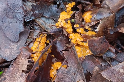 byssonectria-terrestris1