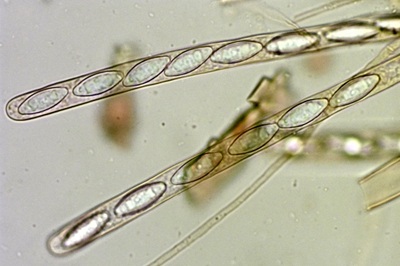 byssonectria-terrestris10