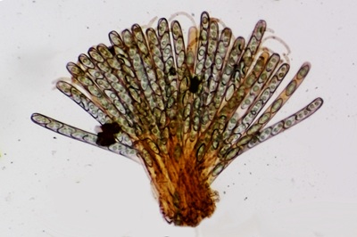 byssonectria-terrestris11