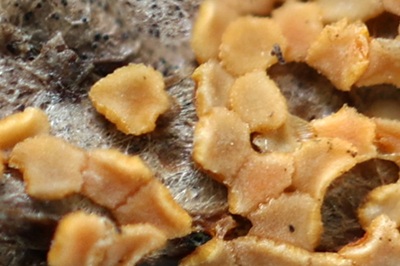 byssonectria-terrestris3