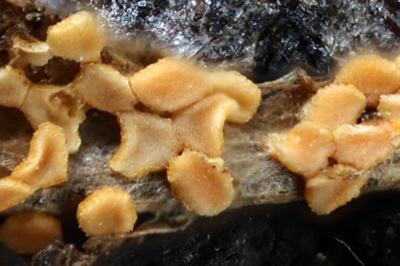 byssonectria-terrestris4