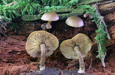 Callistosporium pinicola