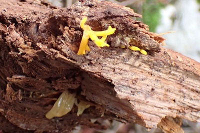 calocera-viscosa1