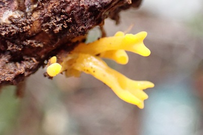 calocera-viscosa2