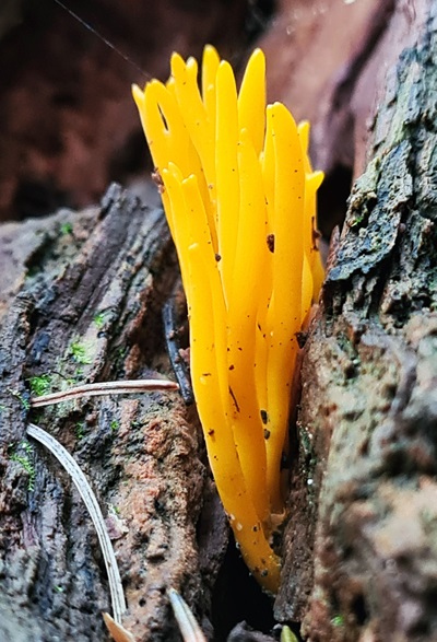calocera-viscosa3