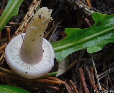 calocybe-carnea2