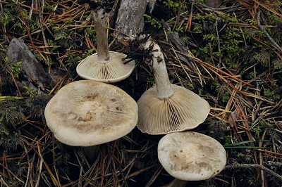 Calocybe gangraenosa