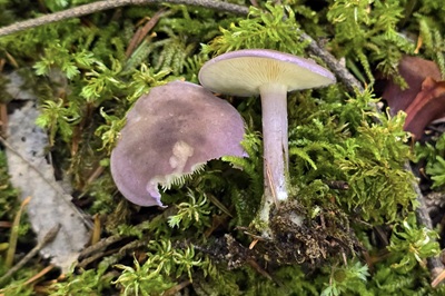 Calocybe ionides