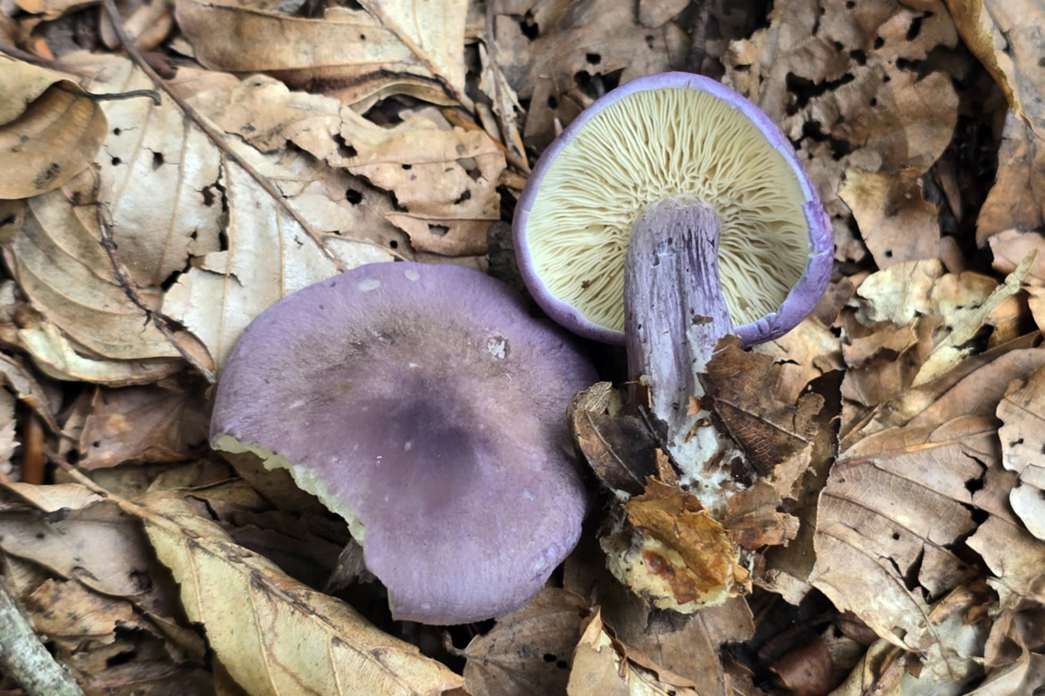 calocybe-ionides1