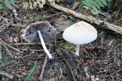 Candolleomyces candolleanus