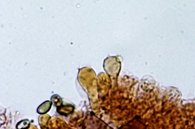 candolleomyces-candolleanus10